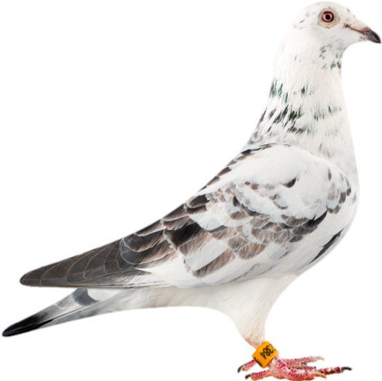 Cute Pigeon PNG