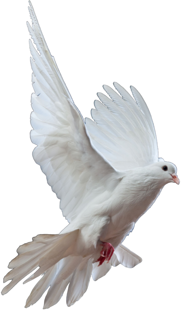 Flying Pigeon PNG