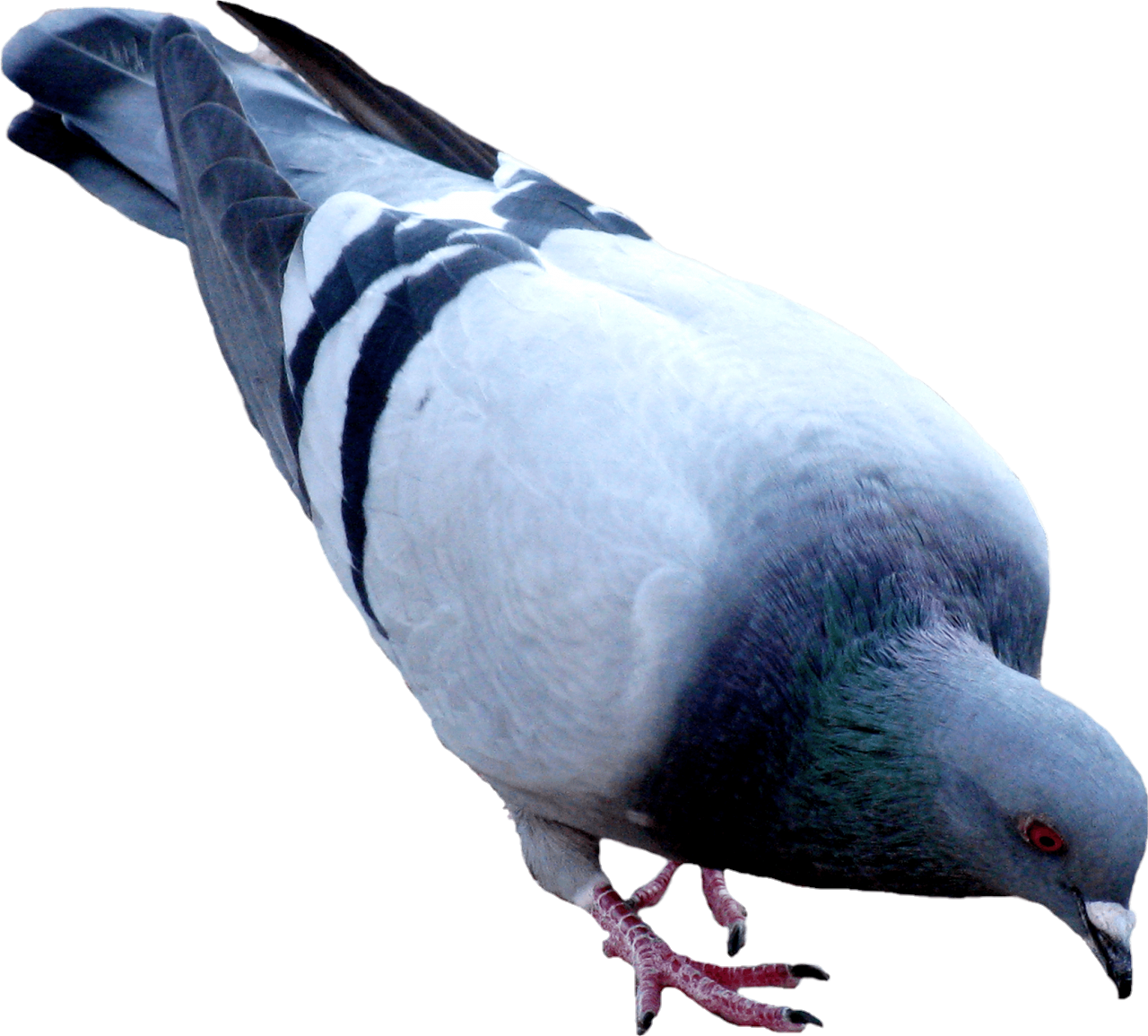 Pigeon-26