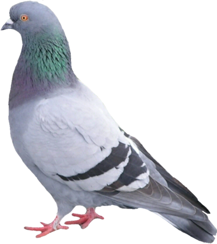 Pigeon-27