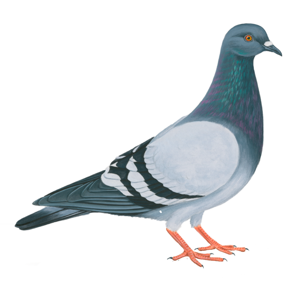 Transparent Pigeon PNG