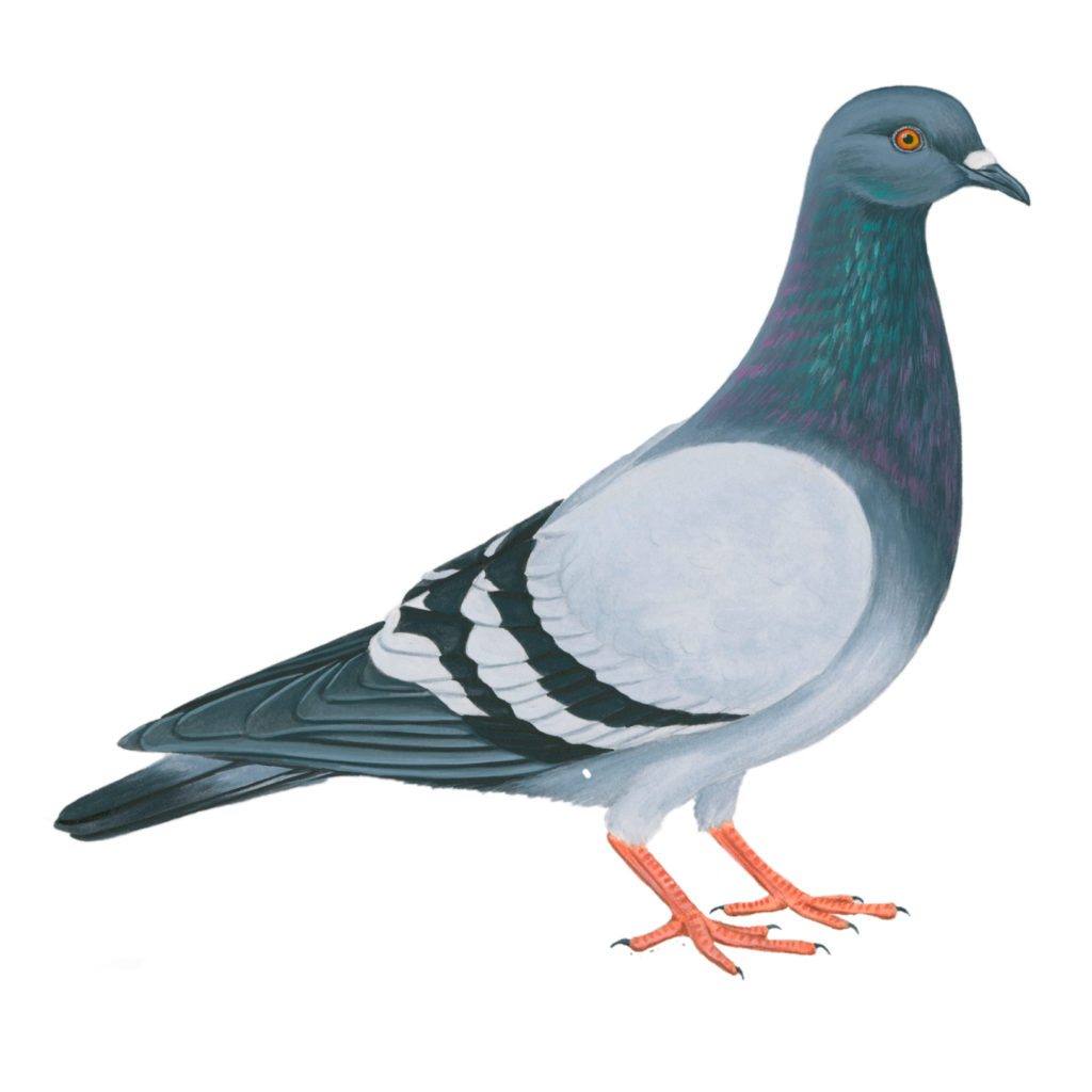 Pigeon PNG Transparent Images free Download - Pngfre