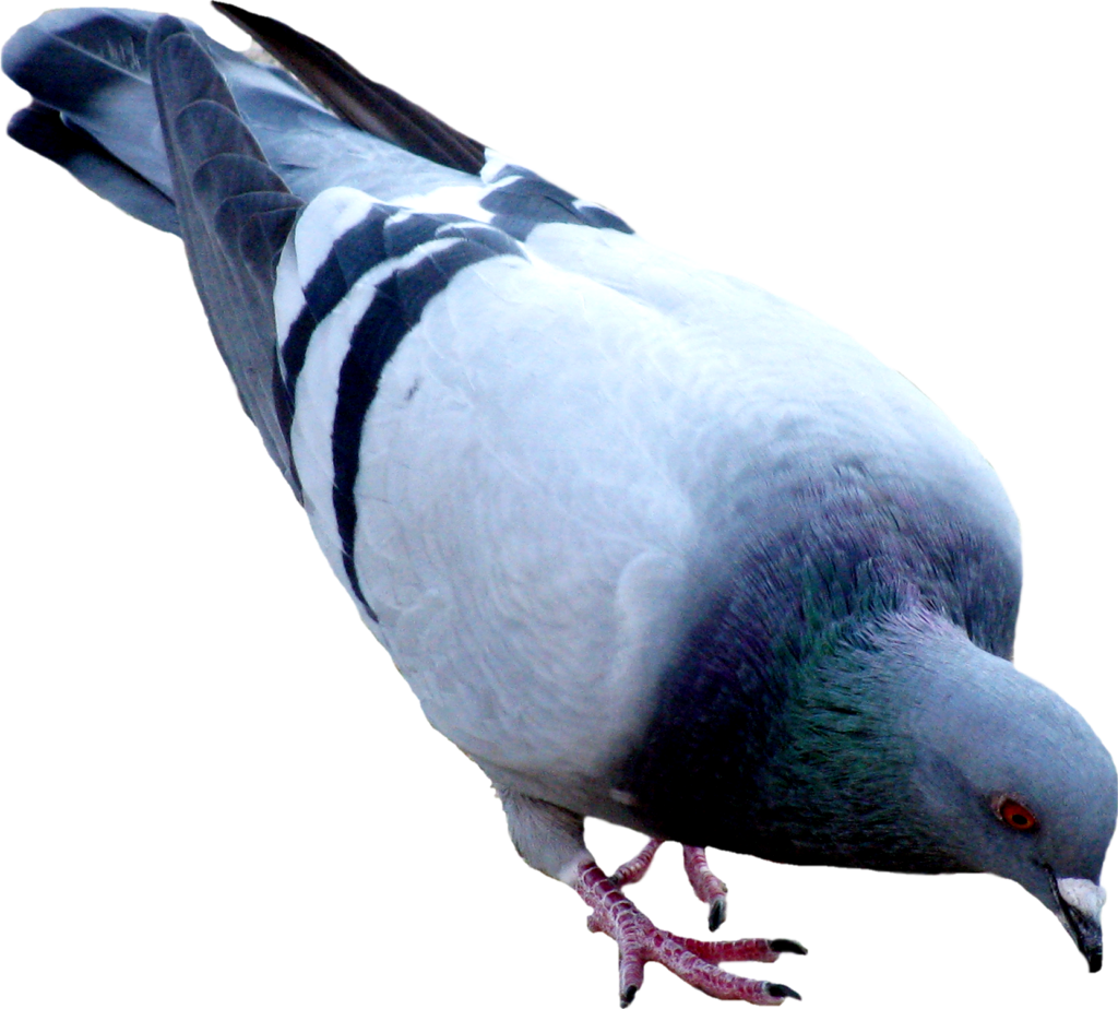 Racing Pigeon PNG