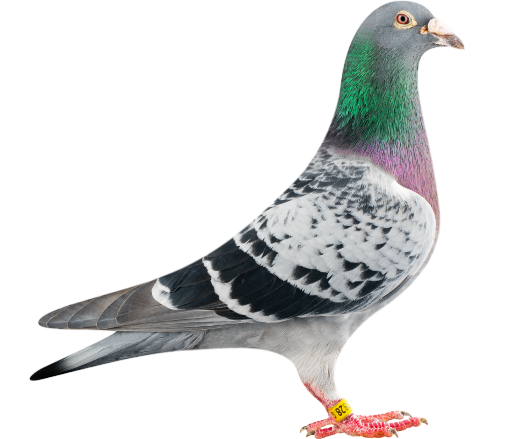 High resolution Pigeon PNG