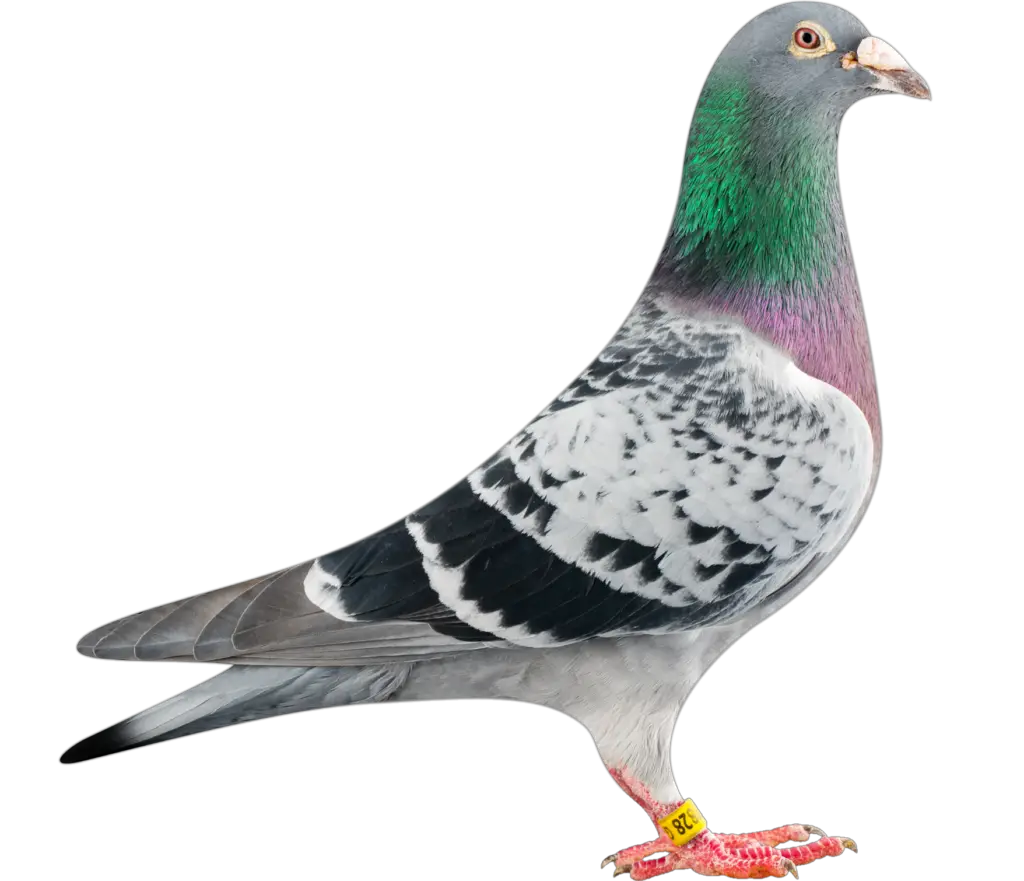 High resolution Pigeon PNG