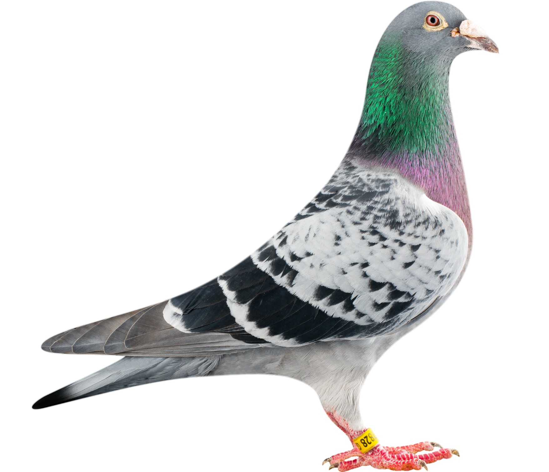 Pigeon-6
