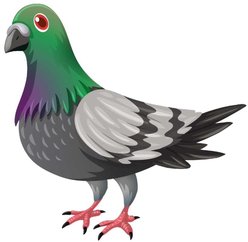 Pigeon clipart PNG