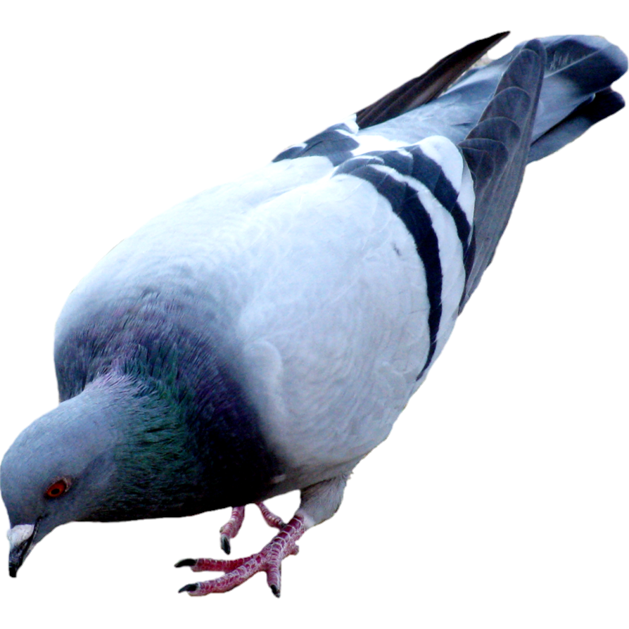 Racing Pigeon PNG