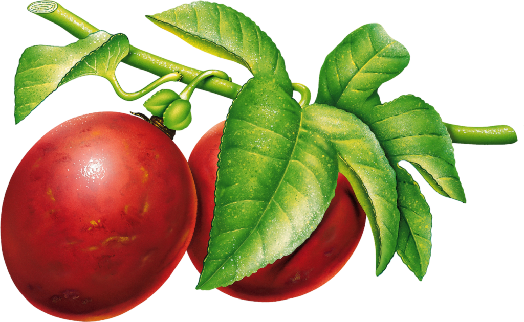 Red Plum Png