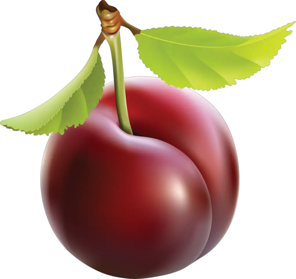 Plum Vector png