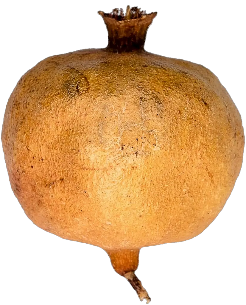 Single Pomegranate png