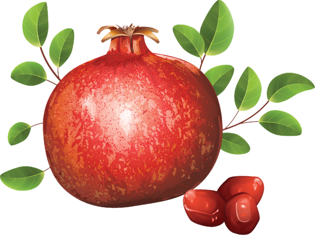 Pomegranate png vector 