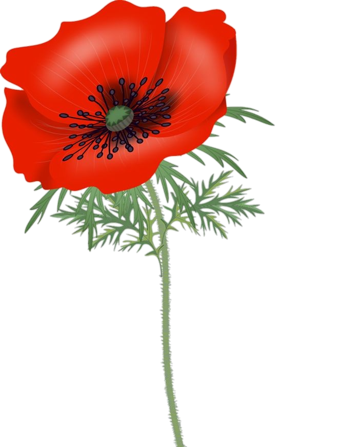 Animated Poppy Flower Png