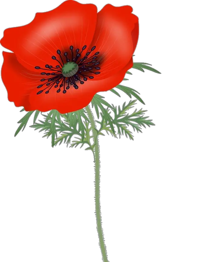 Animated Poppy Flower Png