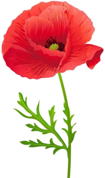 Poppy PNG Transparent Images Free Download - Pngfre