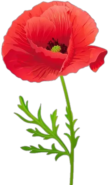 transparent Poppy Flower Png