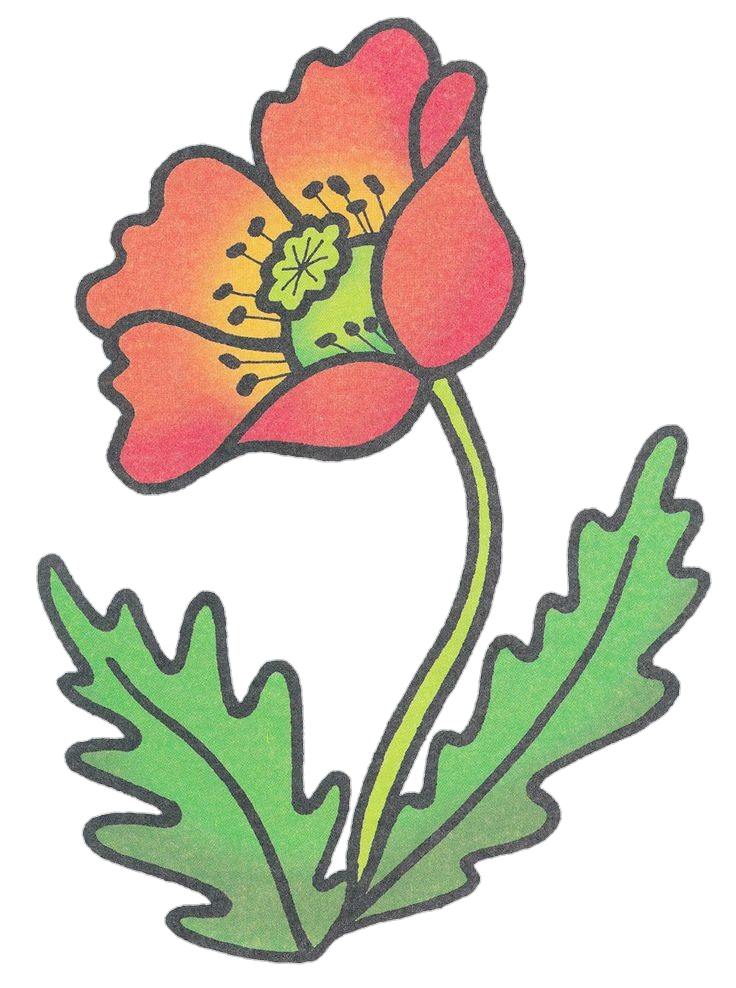 Aesthetic Poppy Flower Png
