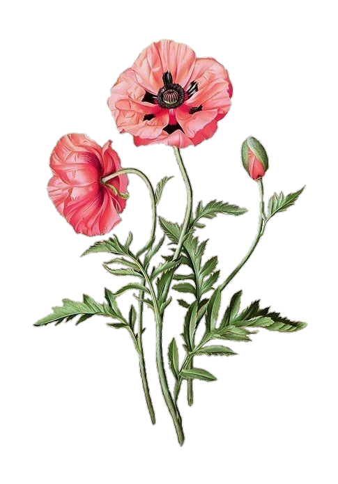 Aesthetic Poppy Flower Png