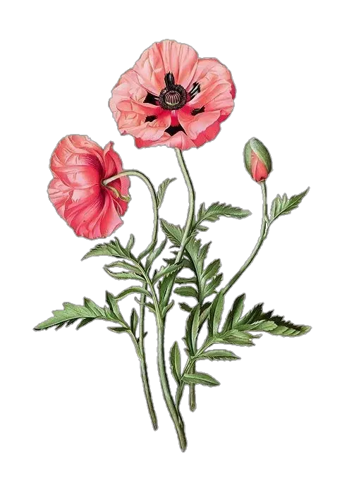 Poppy PNG Transparent Images Free Download - Pngfre