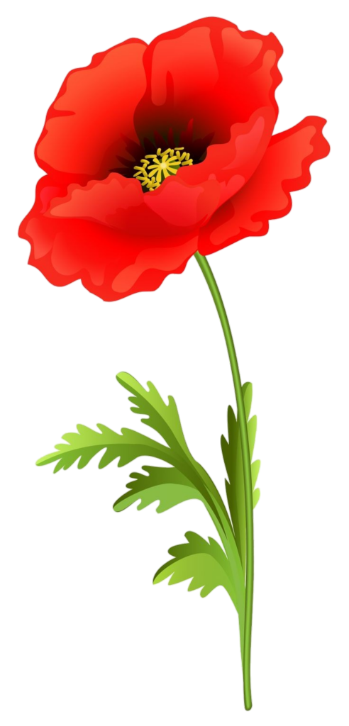 Animated Poppy Flower Png