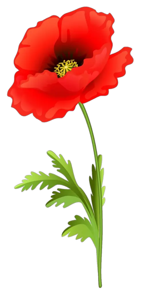 Animated Poppy Flower Png