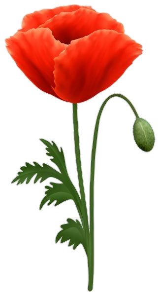 Poppy Flower Png Image