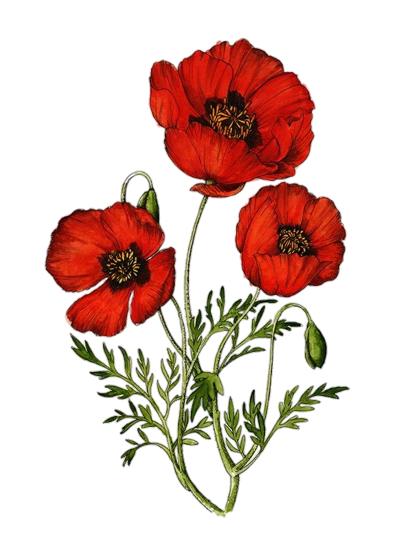 Poppy PNG Transparent Images Free Download - Pngfre
