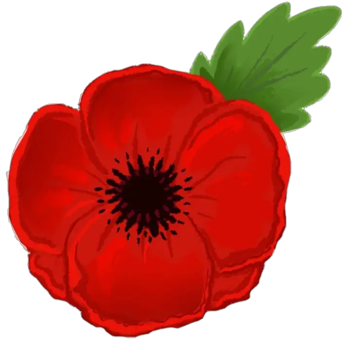 Poppy Flower Drawing Png