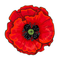 Poppy png Image
