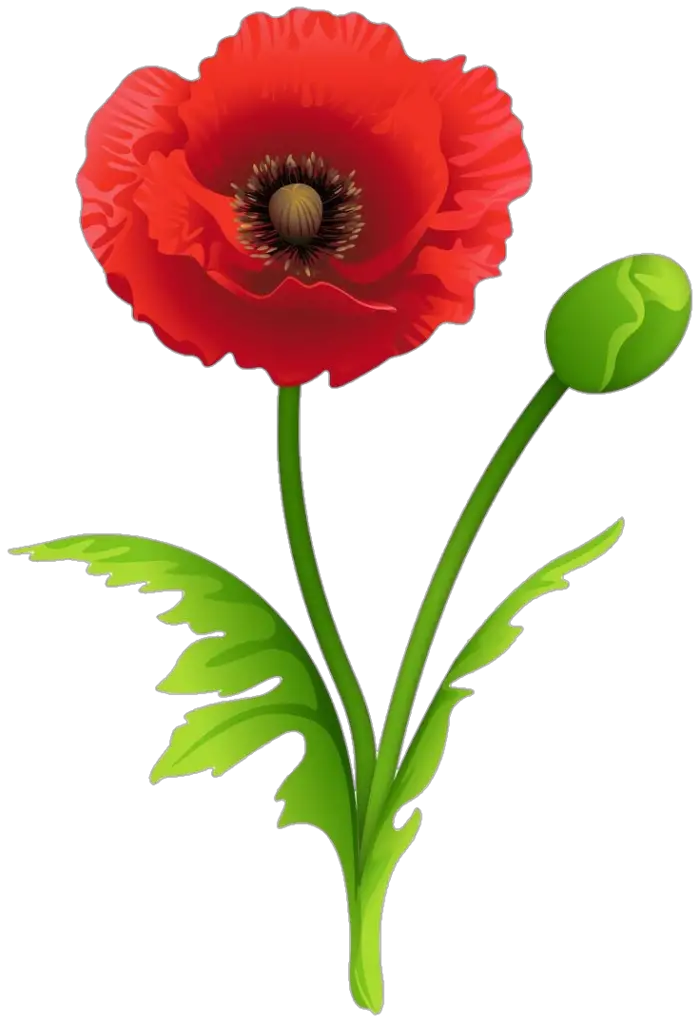 Animated Poppy Flower Png