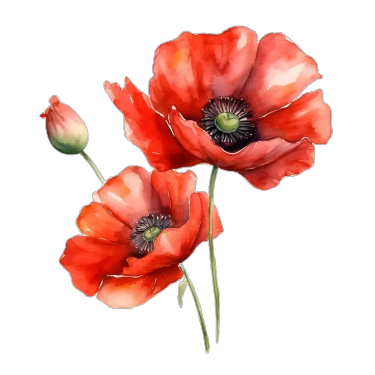 Watercolor Poppy Flower Png