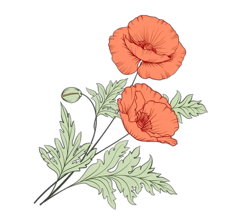 Aesthetic Poppy Flower Png