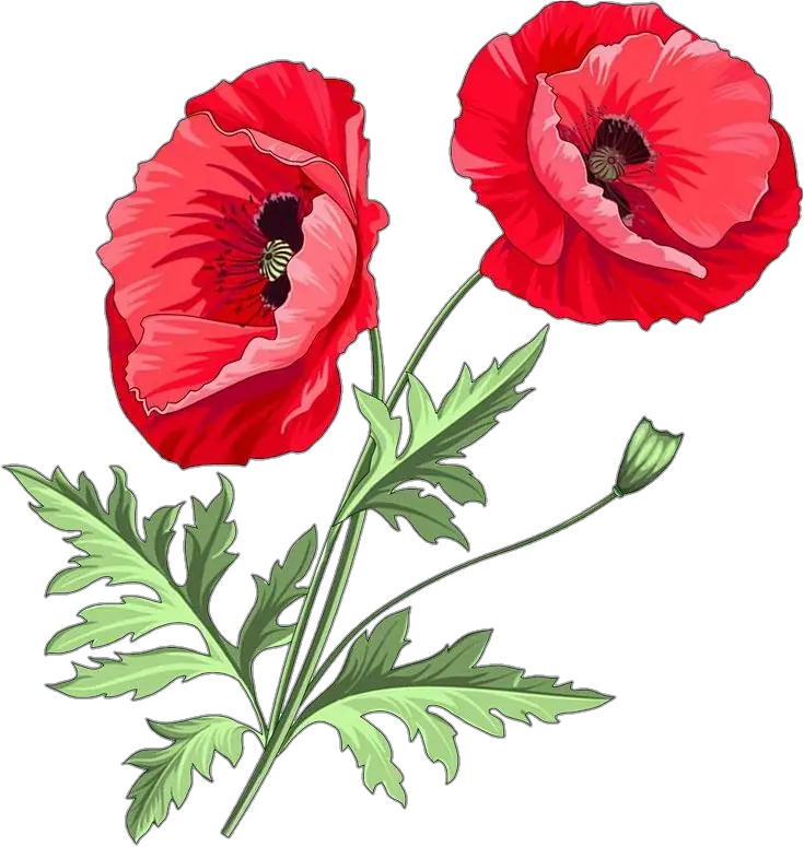 Aesthetic Poppy Flower Png