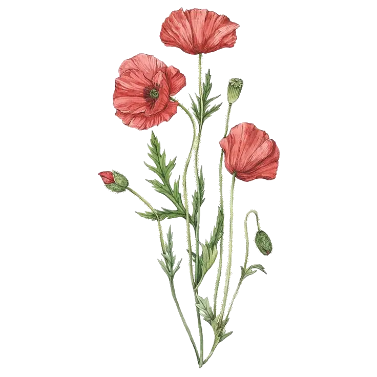 Aesthetic Poppy Flower Png