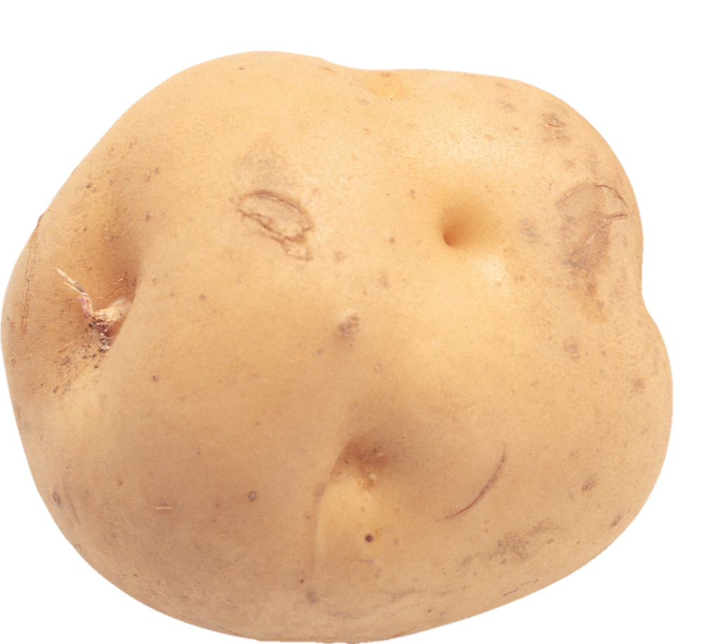 Potato Png