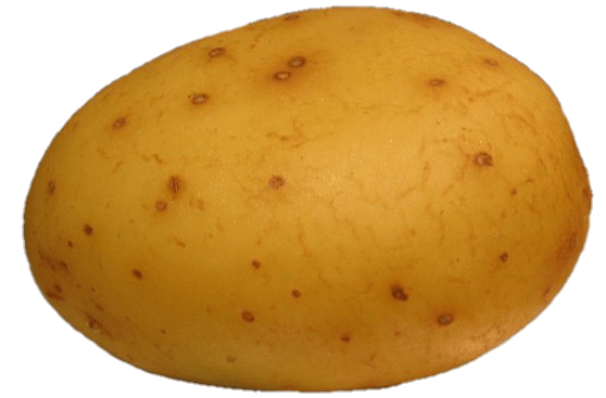 Potato-11