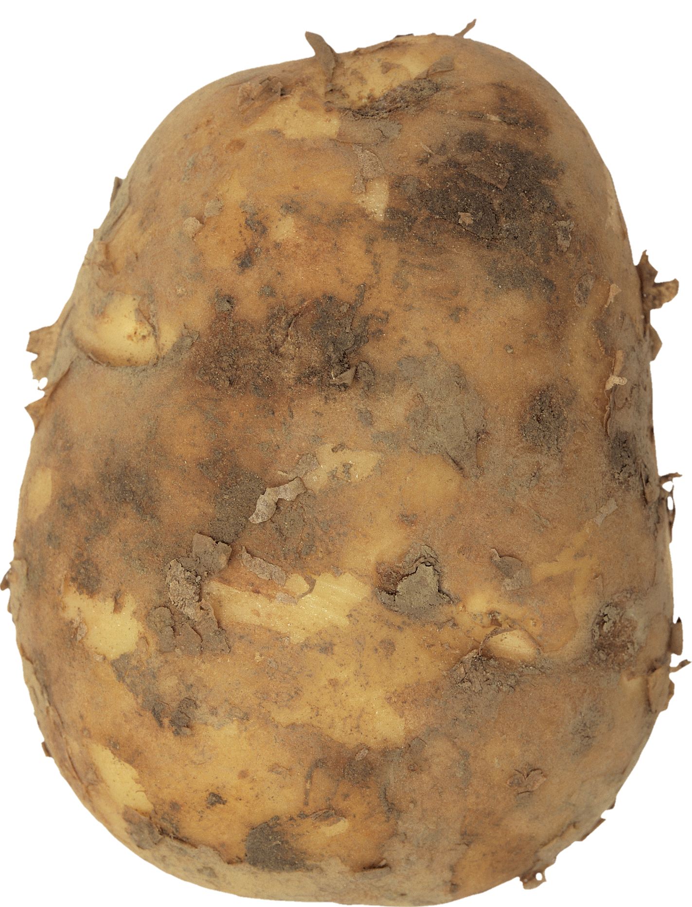 Potato-12-1