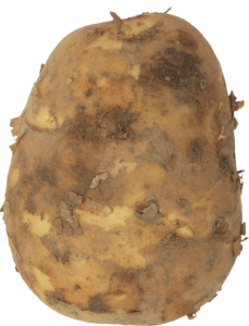 Raw Potato Png