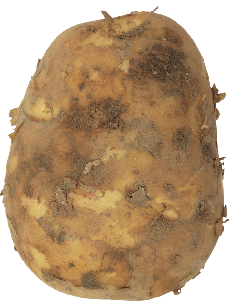 Raw Potato Png