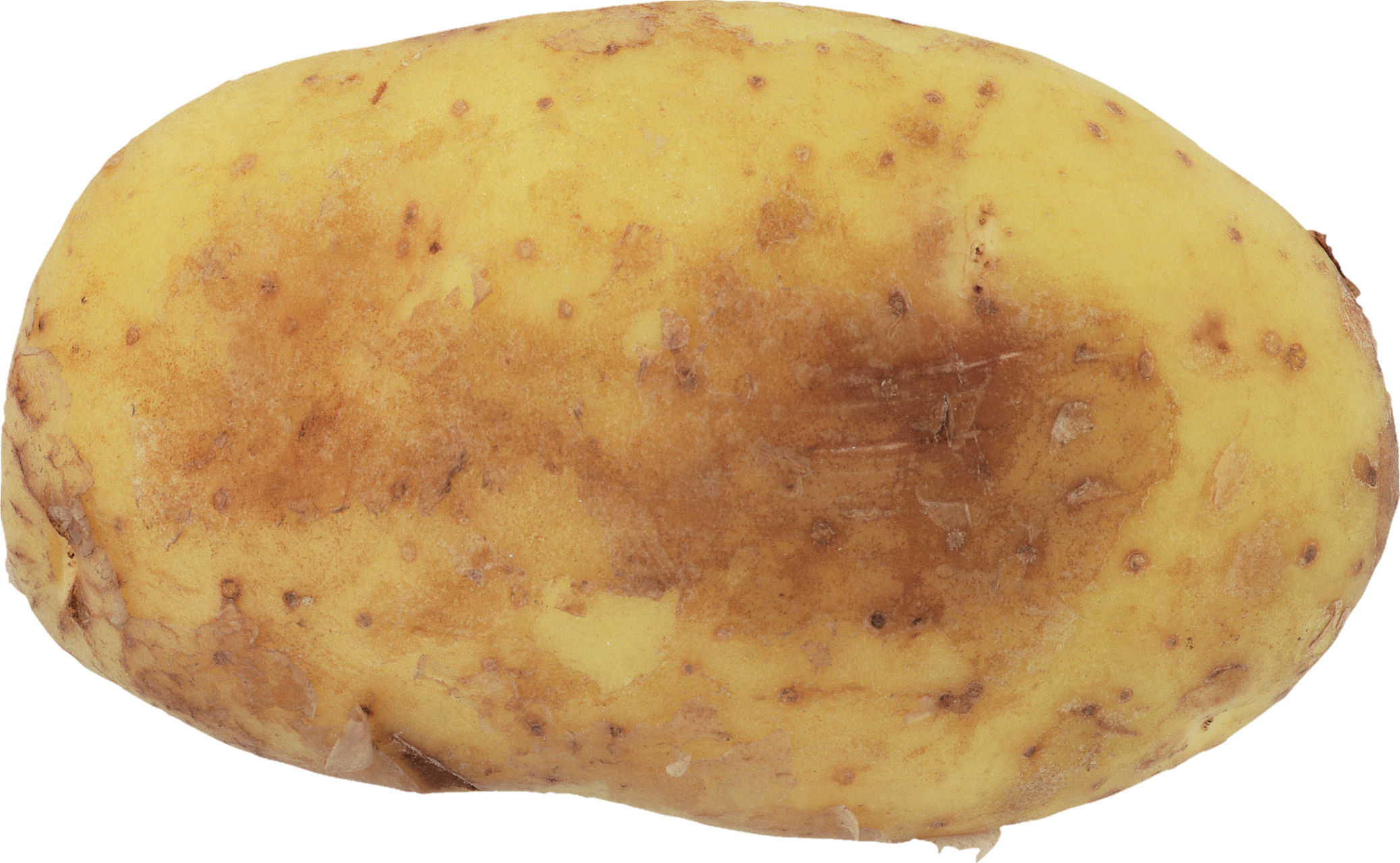 Potato-15-1