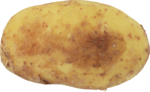 HD Potato Png