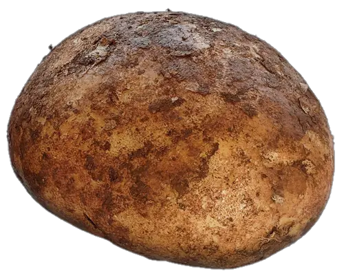 Potato-3-2