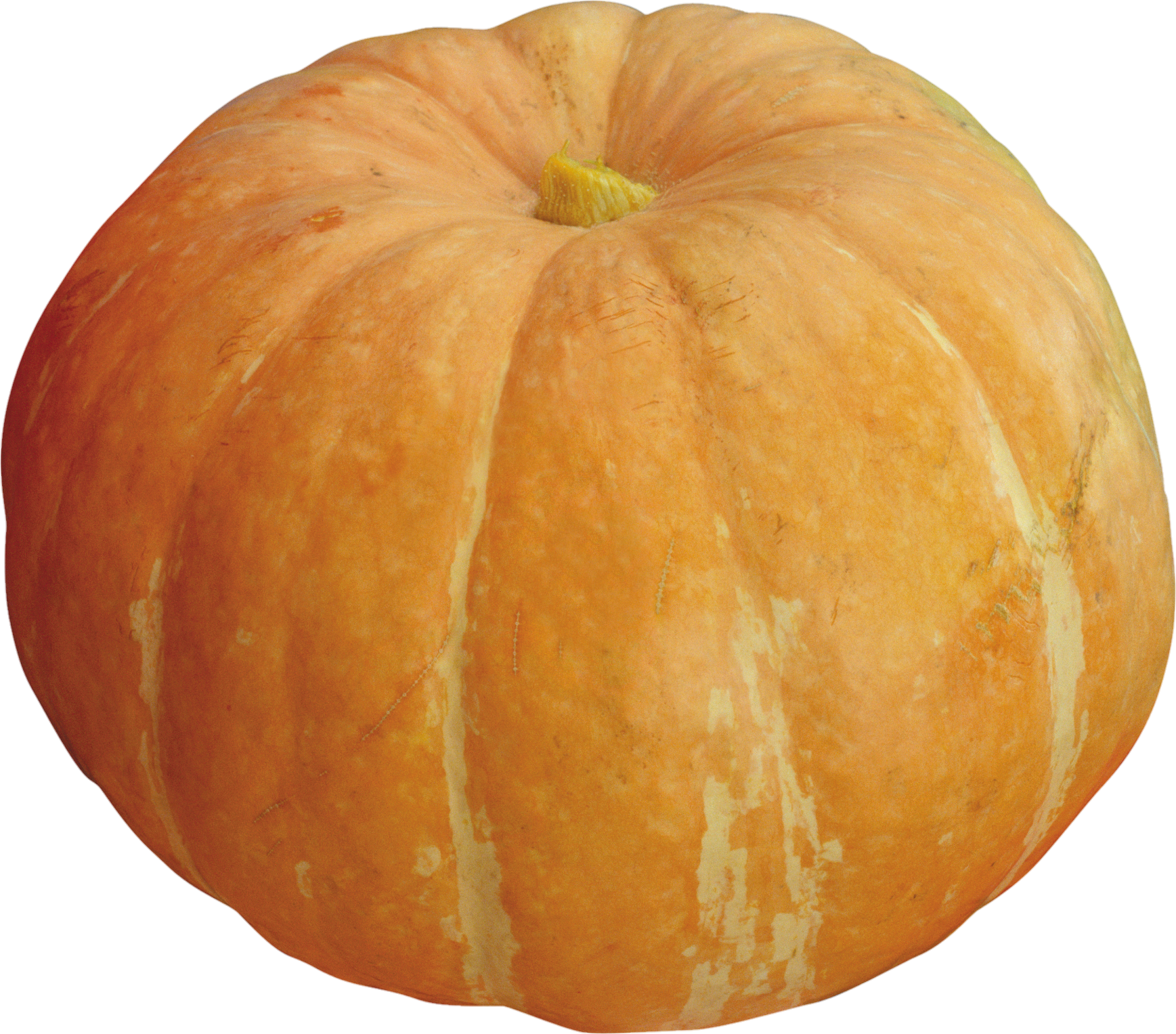 Pumpkin-15