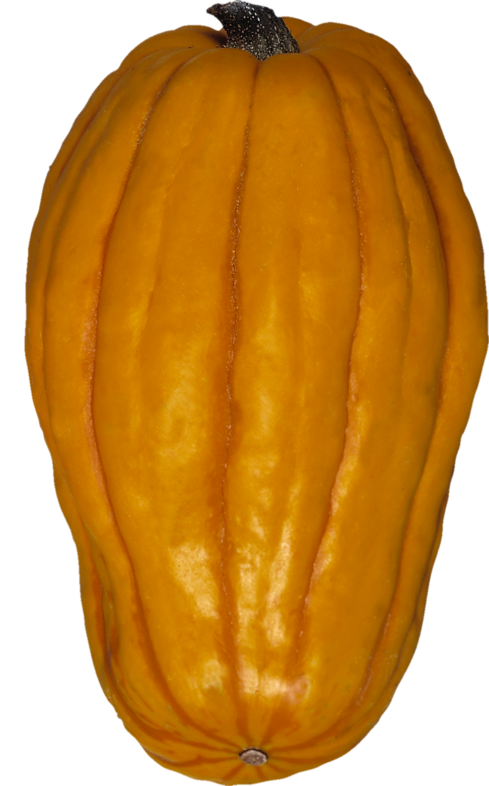 Pumpkin-2