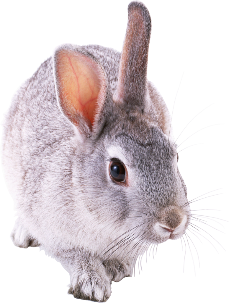 Rabbit Bunny Png