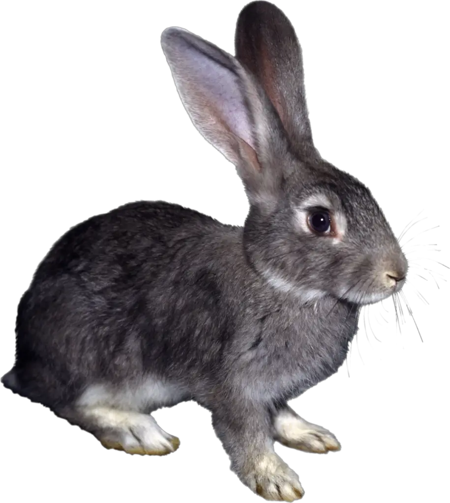 Wild Rabbit Png