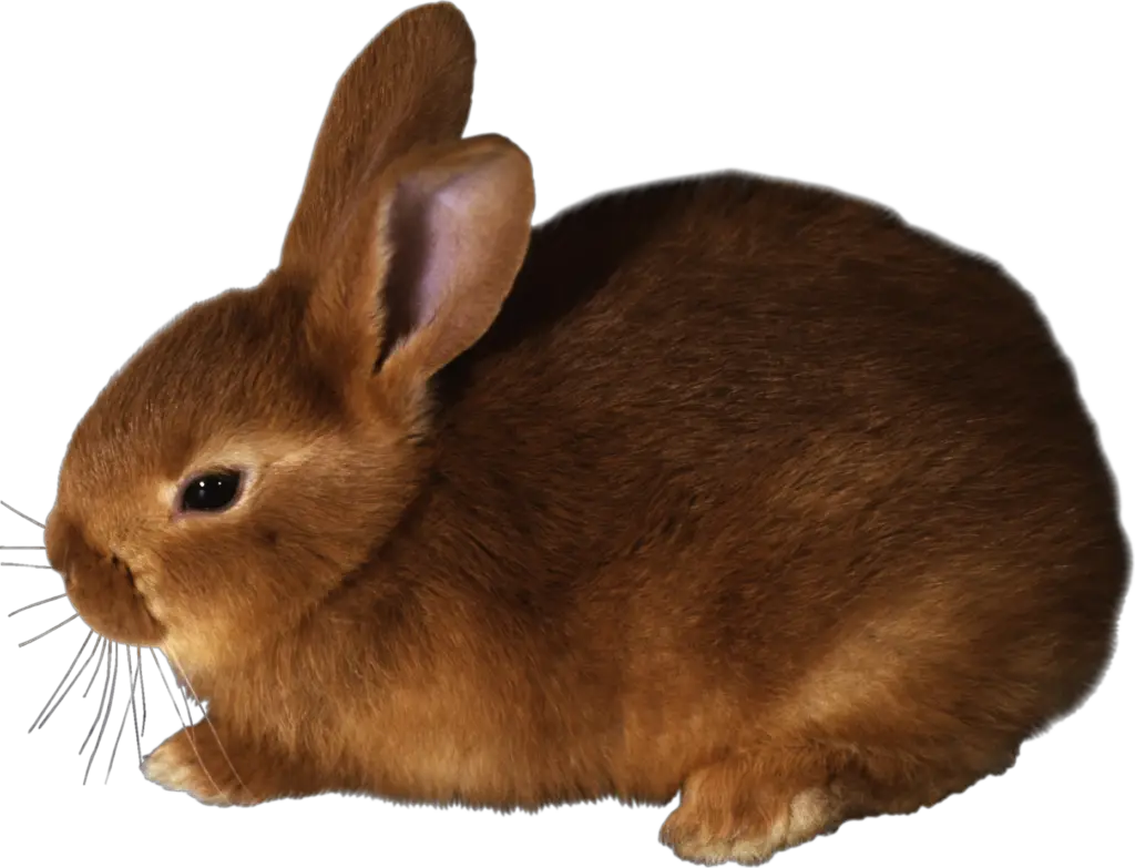 Brown Rabbit Png