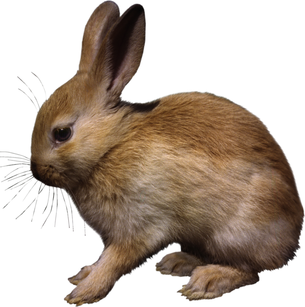 Small Rabbit Png