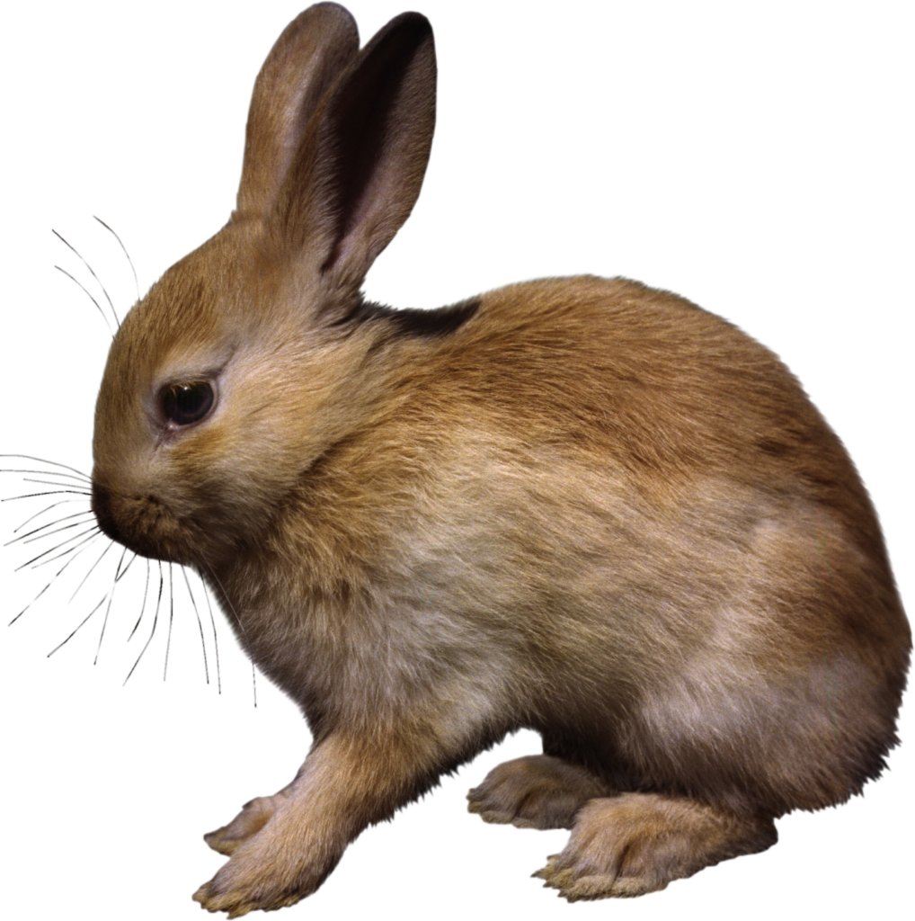 bunny transparent