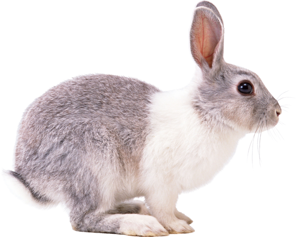 Rabbit Bunny png 